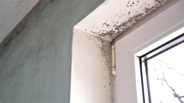Best Attic Mold Removal  in , TX