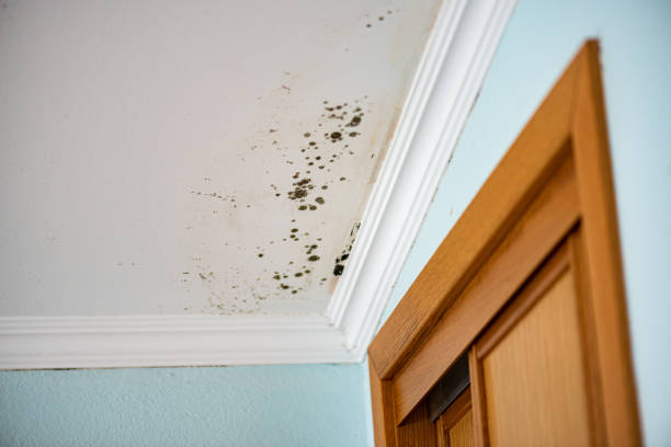 Best Black Mold Removal  in , TX