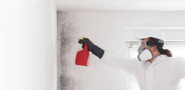 Best Mold Damage Repair  in , TX
