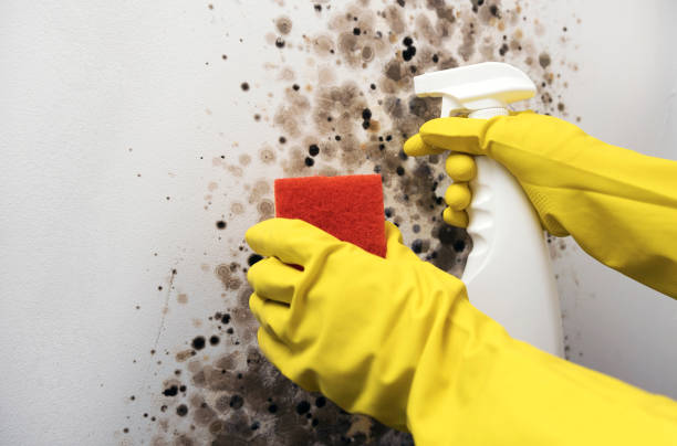 Best Local Mold Removal Service  in , TX