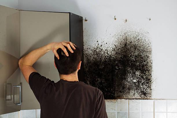 Best Mold Cleaning Services  in , TX