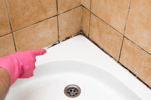 Best Commercial Mold Removal  in , TX